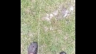 Short pissing video