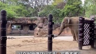 【ノーブラ散歩】上野動物園にいったら…【ちくぽっち】